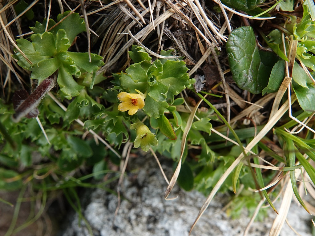 Foto van Dwergsleutelbloem