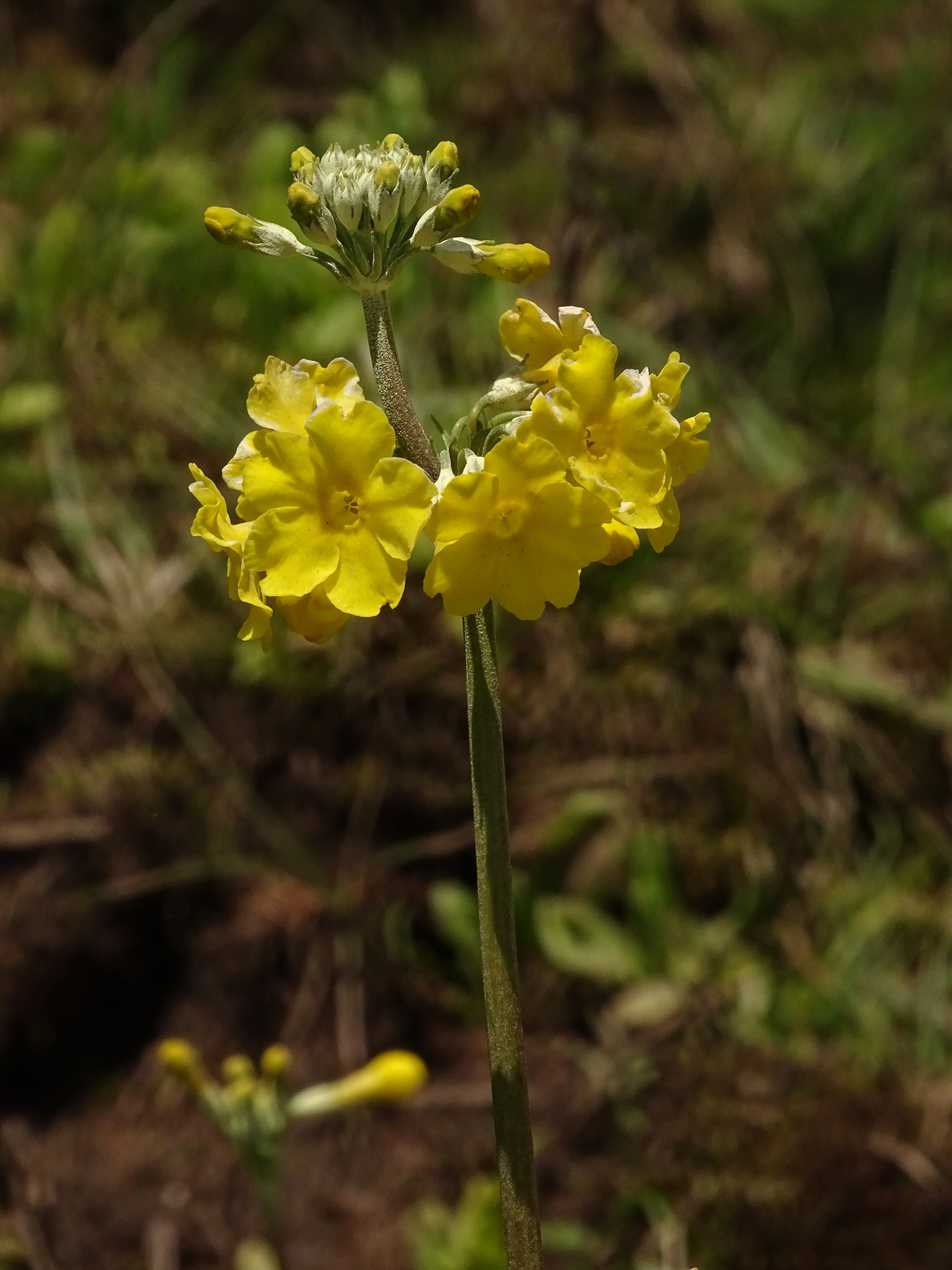 Foto van Gele etagesleutelbloem