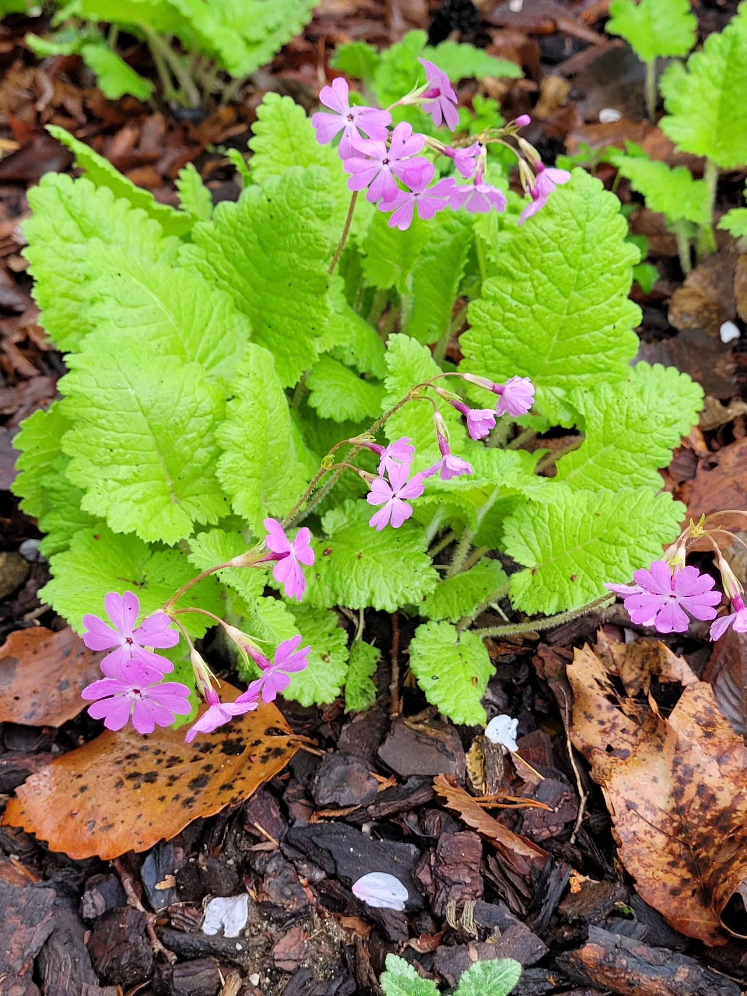 Foto van Siebolds primula