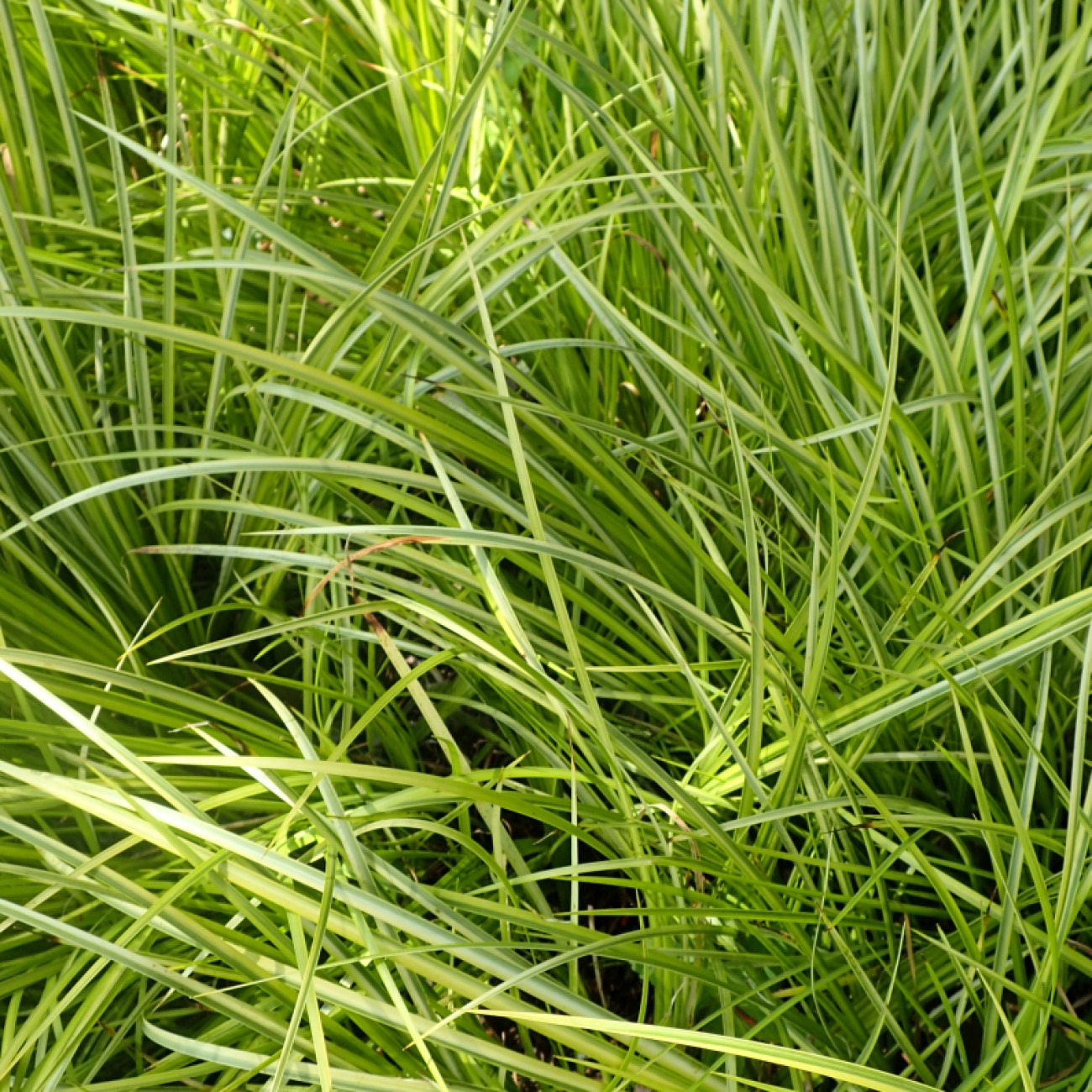 Foto van Acorus gramineus ‘Oborozuki’