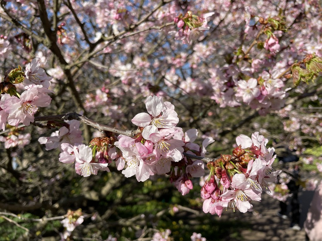 Foto van Japanse bergkers