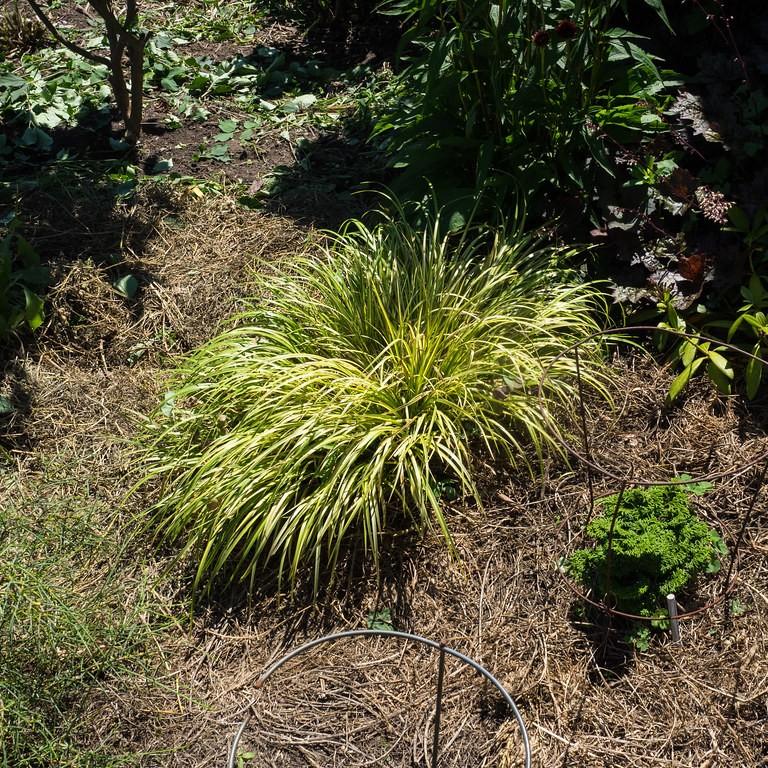 Foto van Acorus gramineus ‘Ogon’
