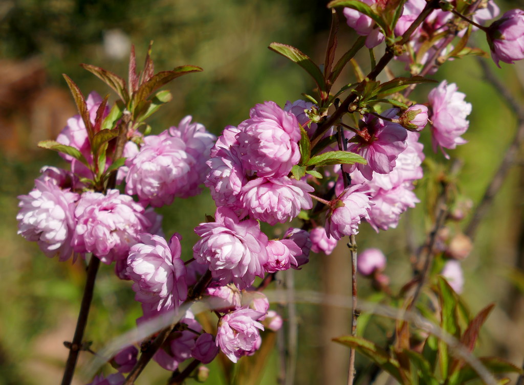 Foto van Amandelboompje