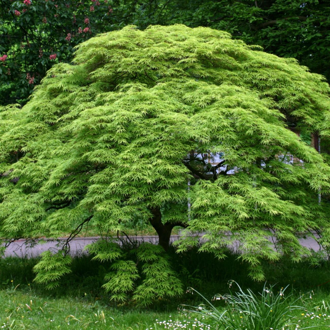Foto van Dwerg Japanse Esdoorn ‘Brandt's Dwarf’