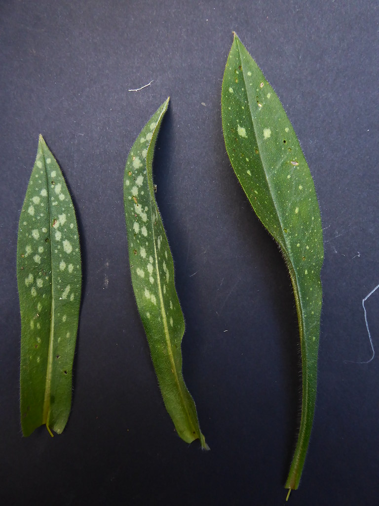 Foto van Langbladig longkruid