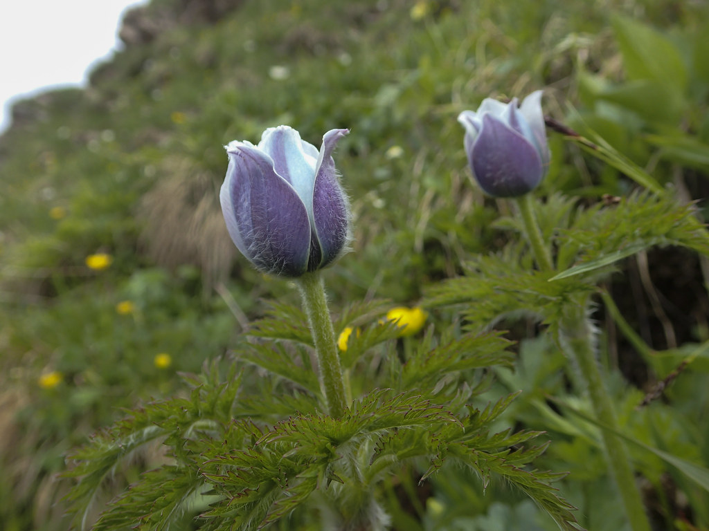 Foto van Alpenanemoon
