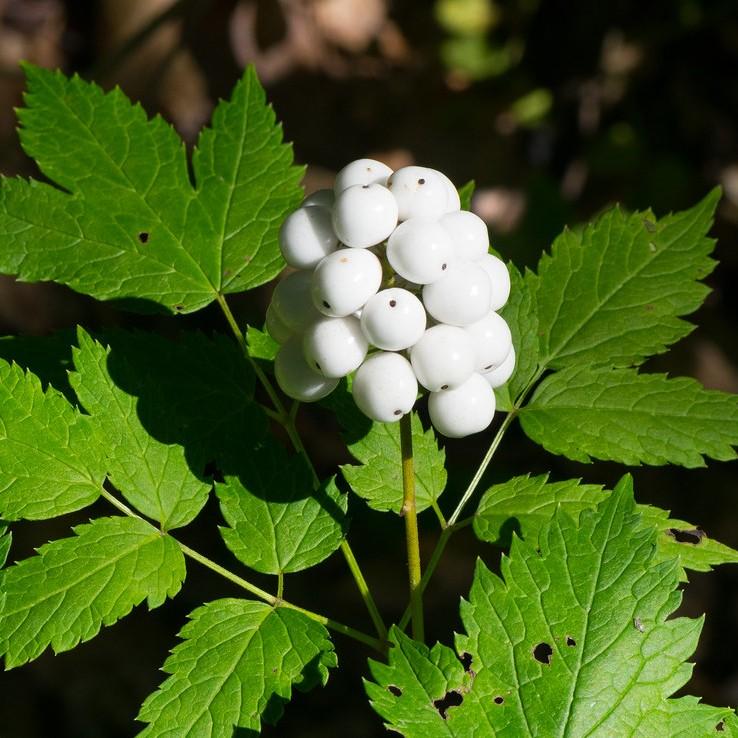 Foto van Actaea pachypoda