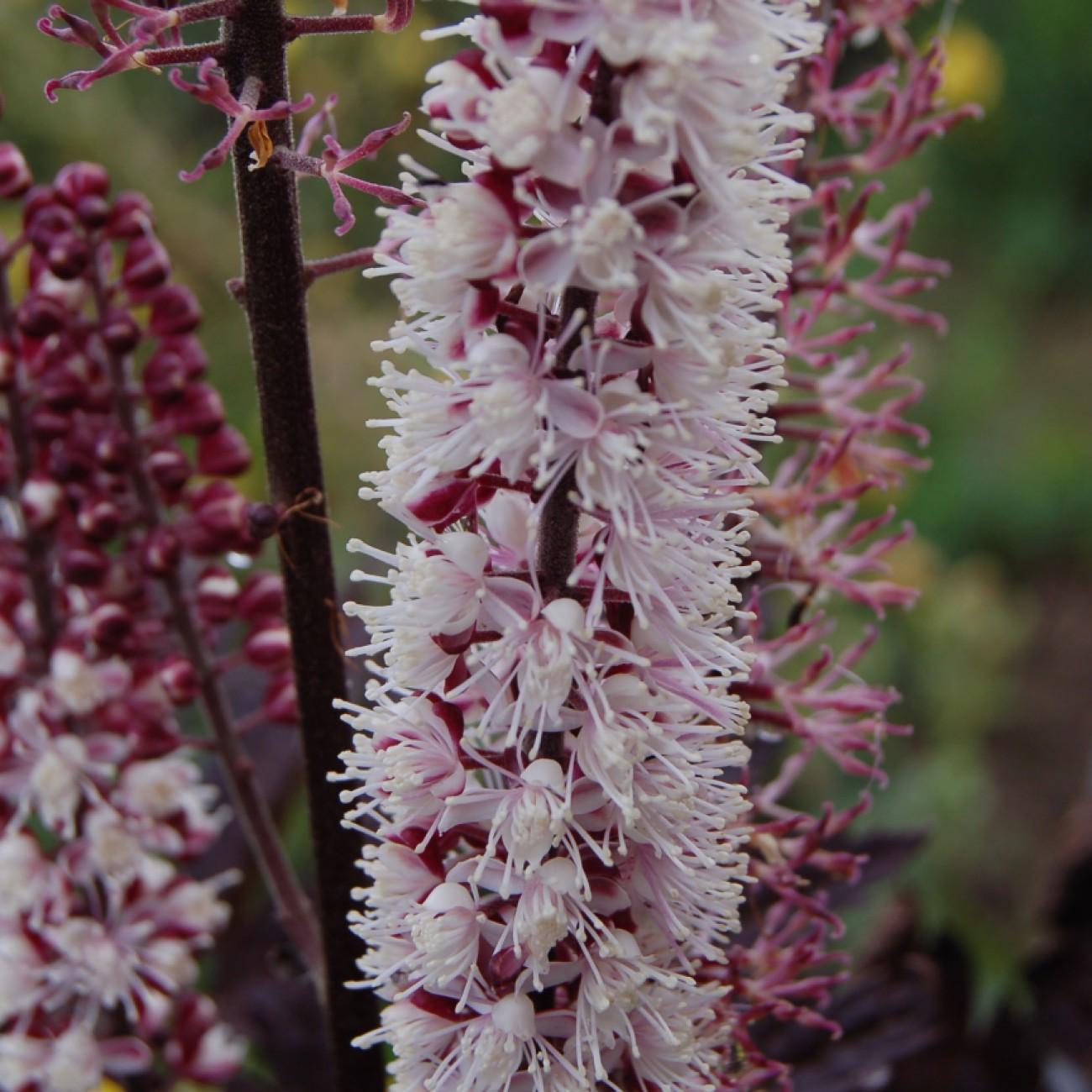 Foto van Actaea ‘Pink Spire’