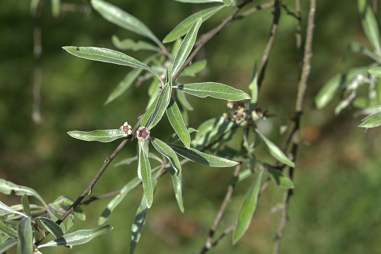 Foto van Wilgbladige treurpeer ‘Pendula’