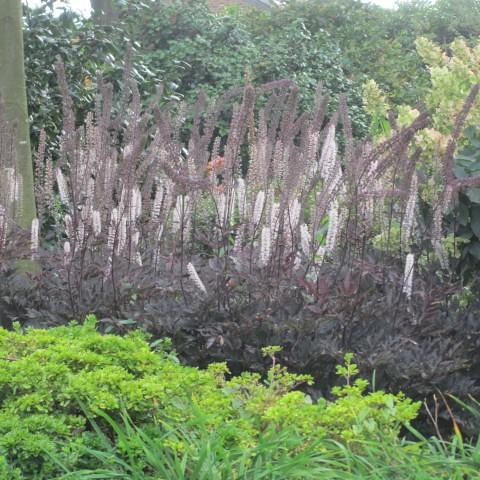 Foto van Actaea simplex (Atropurpurea Group) ‘Black Negligee’