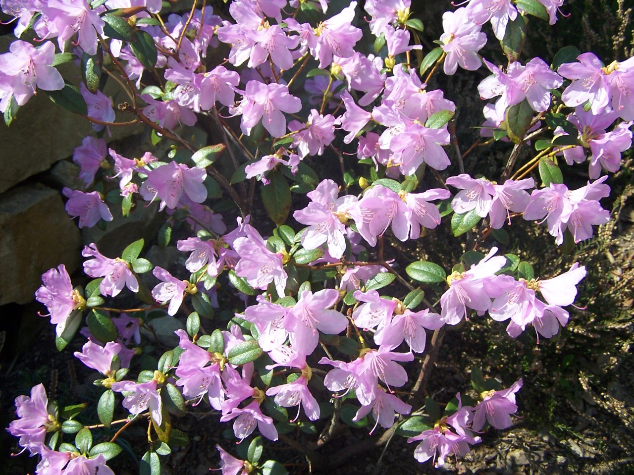 Foto van Voorjaarsazalea ‘Praecox’