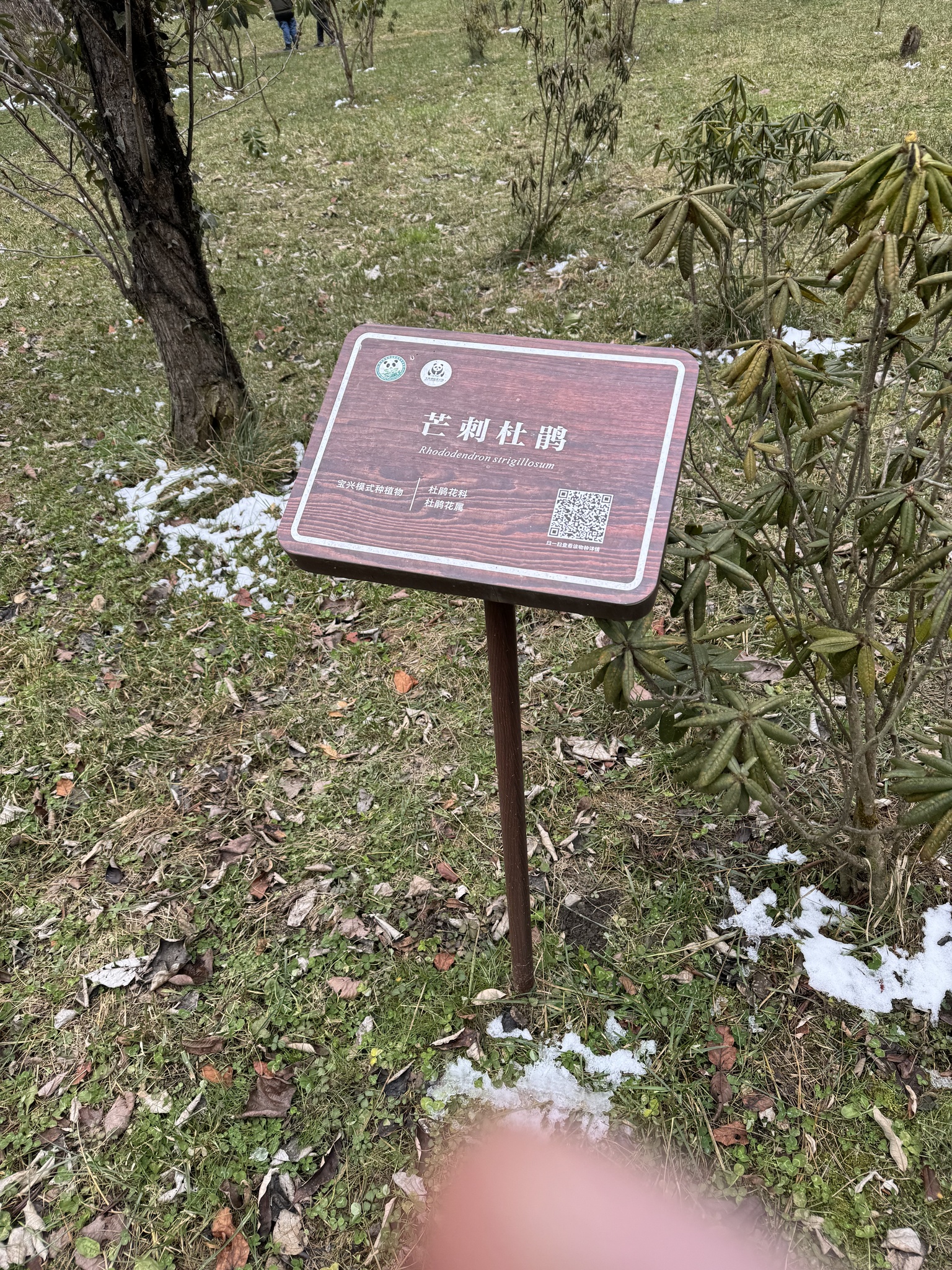 Foto van Rode rododendron