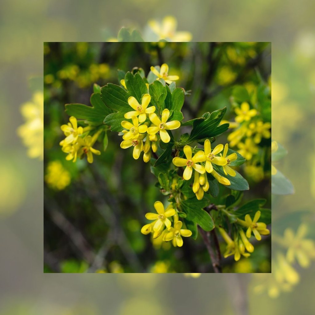 Foto van Gele ribes