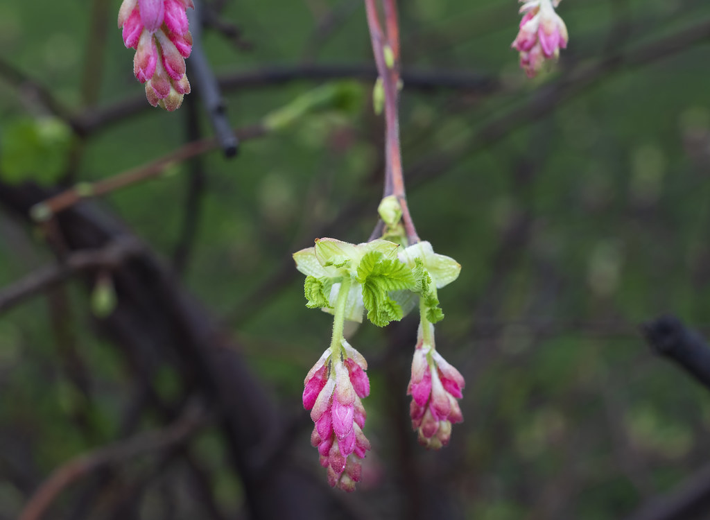 Foto van Rode ribes