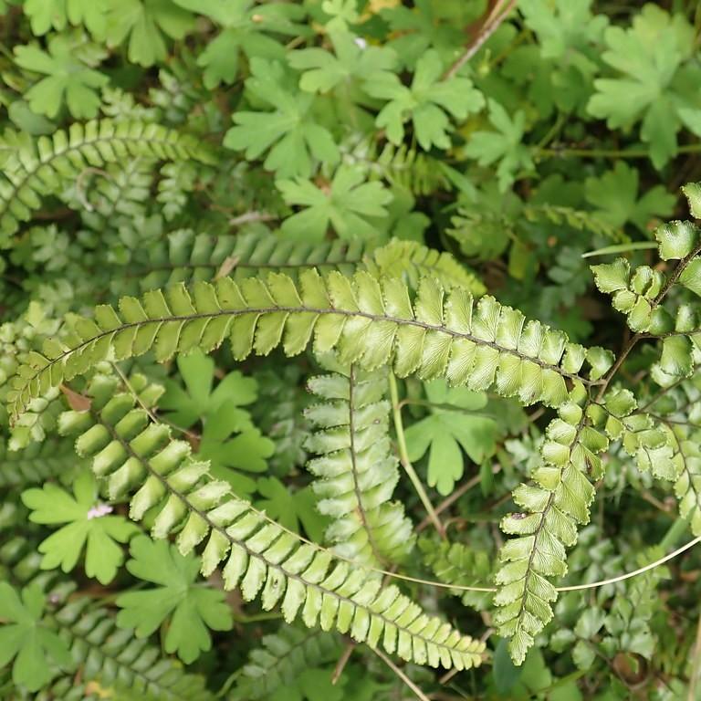 Foto van Adiantum hispidulum
