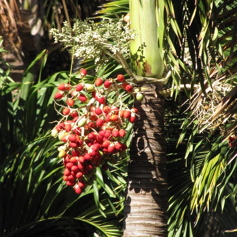 Foto van Manilla-palm