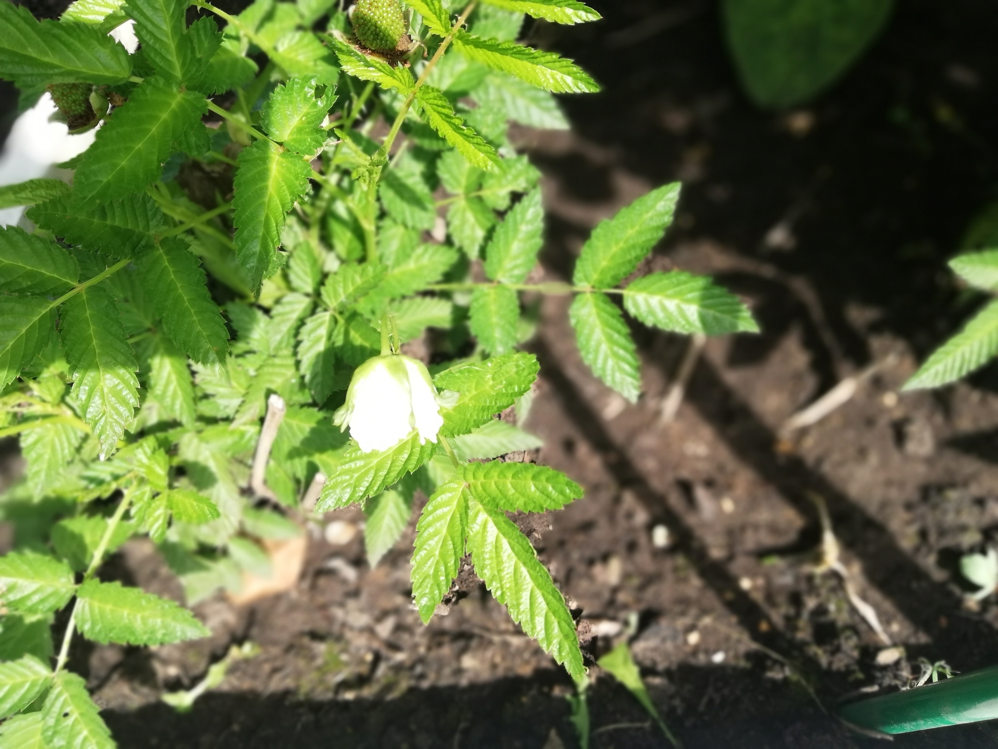 Foto van Aardbeiframboos