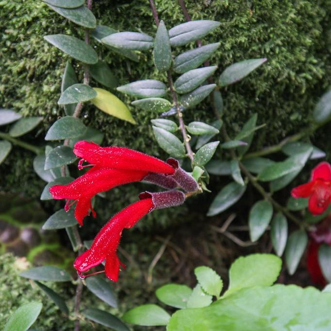 Foto van Aeschynanthus radicans