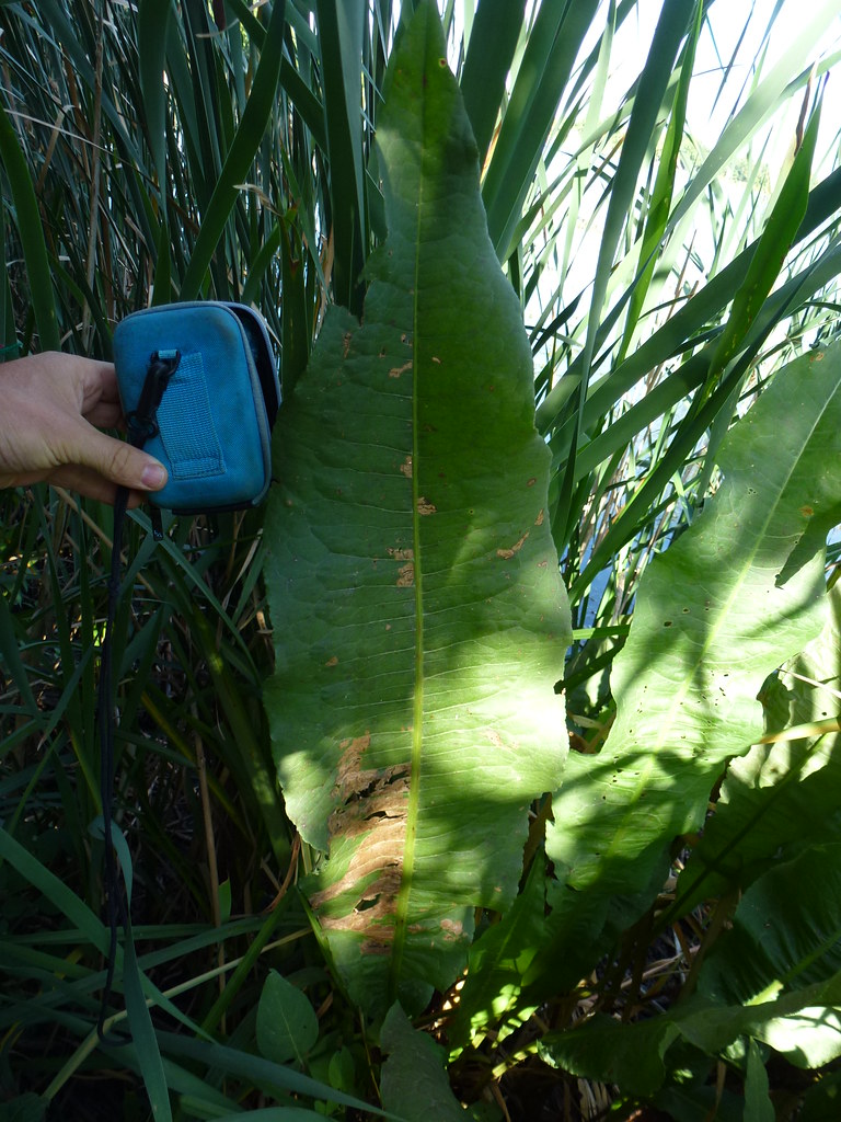 Foto van Waterzuring