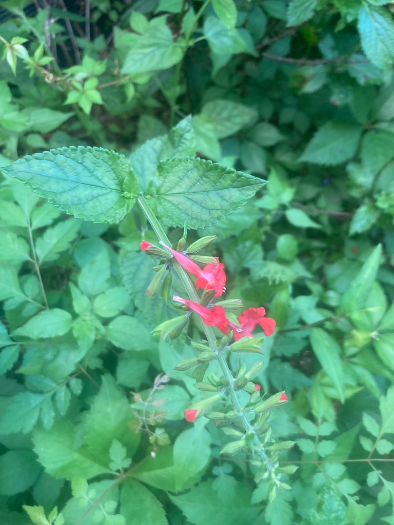 Foto van Scharlaken salie