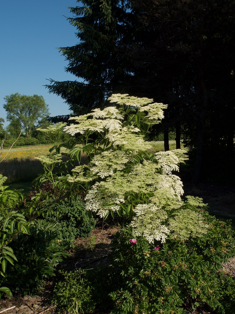 Foto van Amerikaanse vlier