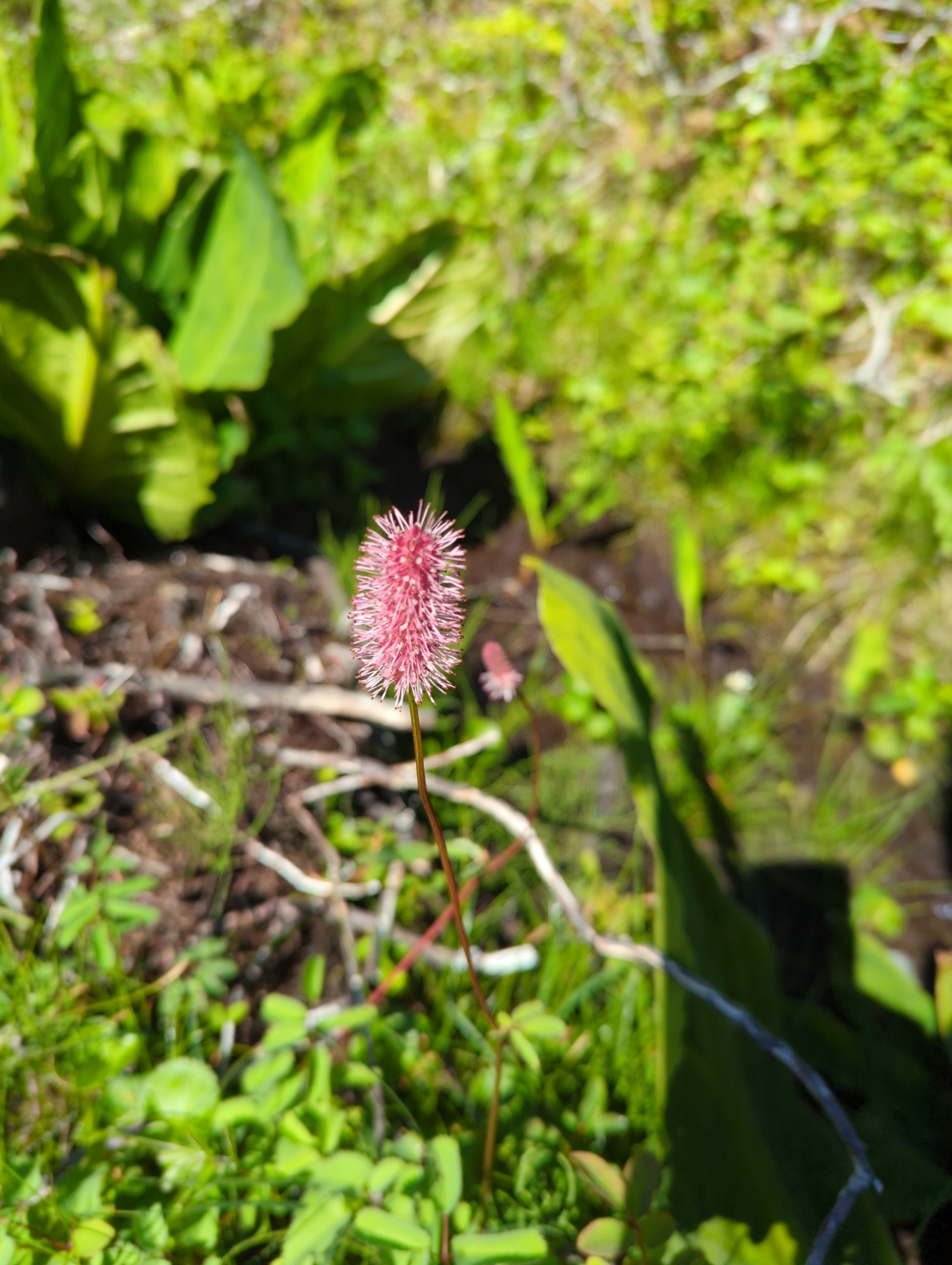 Foto van Alaska-pimpernel