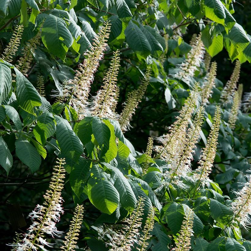 Foto van Aesculus parviflora var. serotina ‘Rogers’