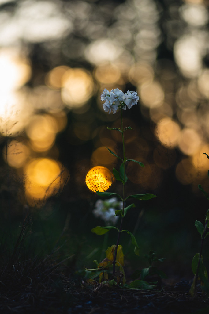 Foto van Zeepkruid