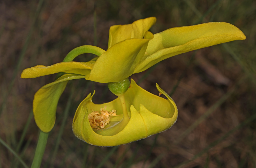 Foto van Gele trompetbekerplant