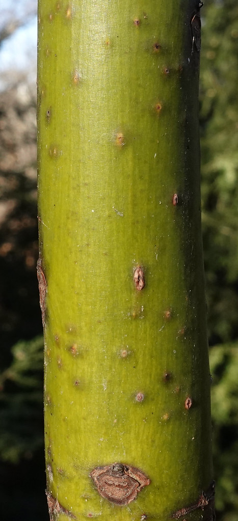 Foto van Chinese sassafras