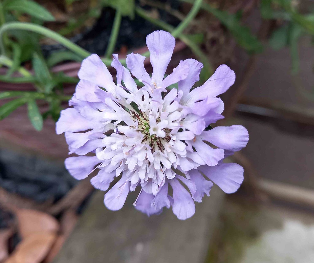 Foto van Duifkruid