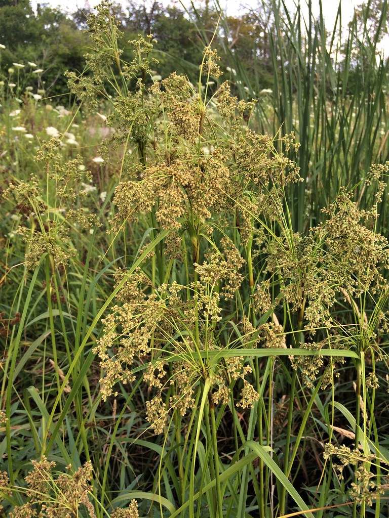 Foto van Wollige bosbies