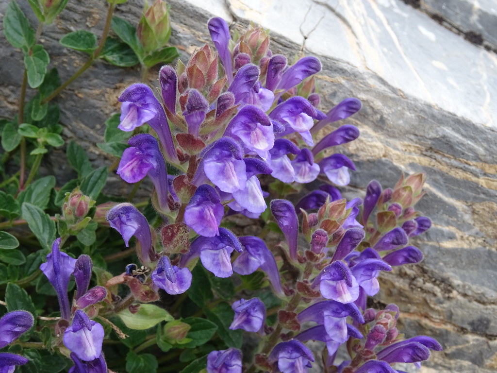 Foto van Alpenglidkruid