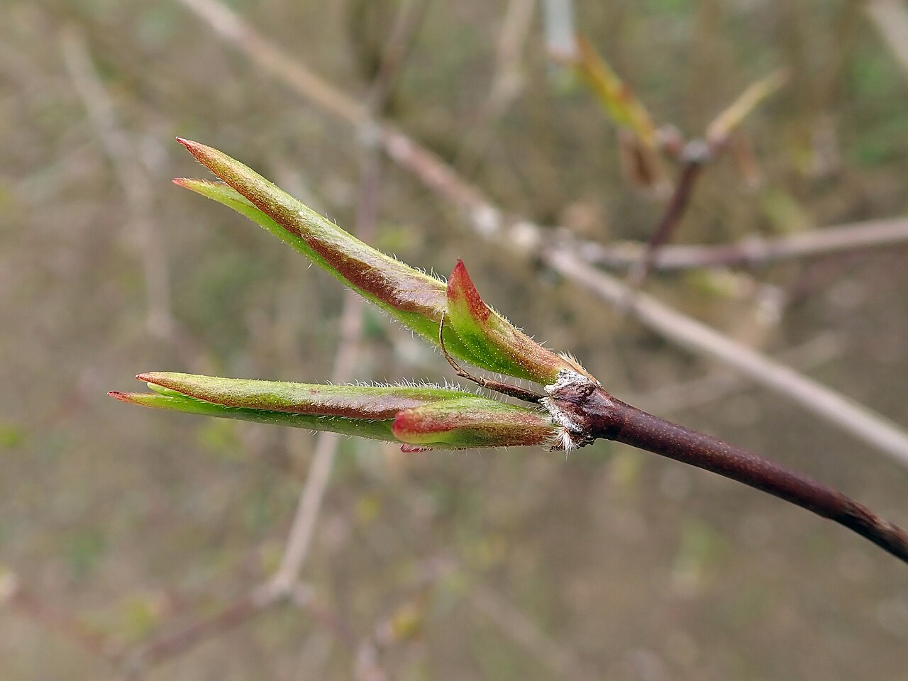 Foto van Koreaanse abelia