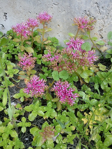 Foto van Roze vetkruid