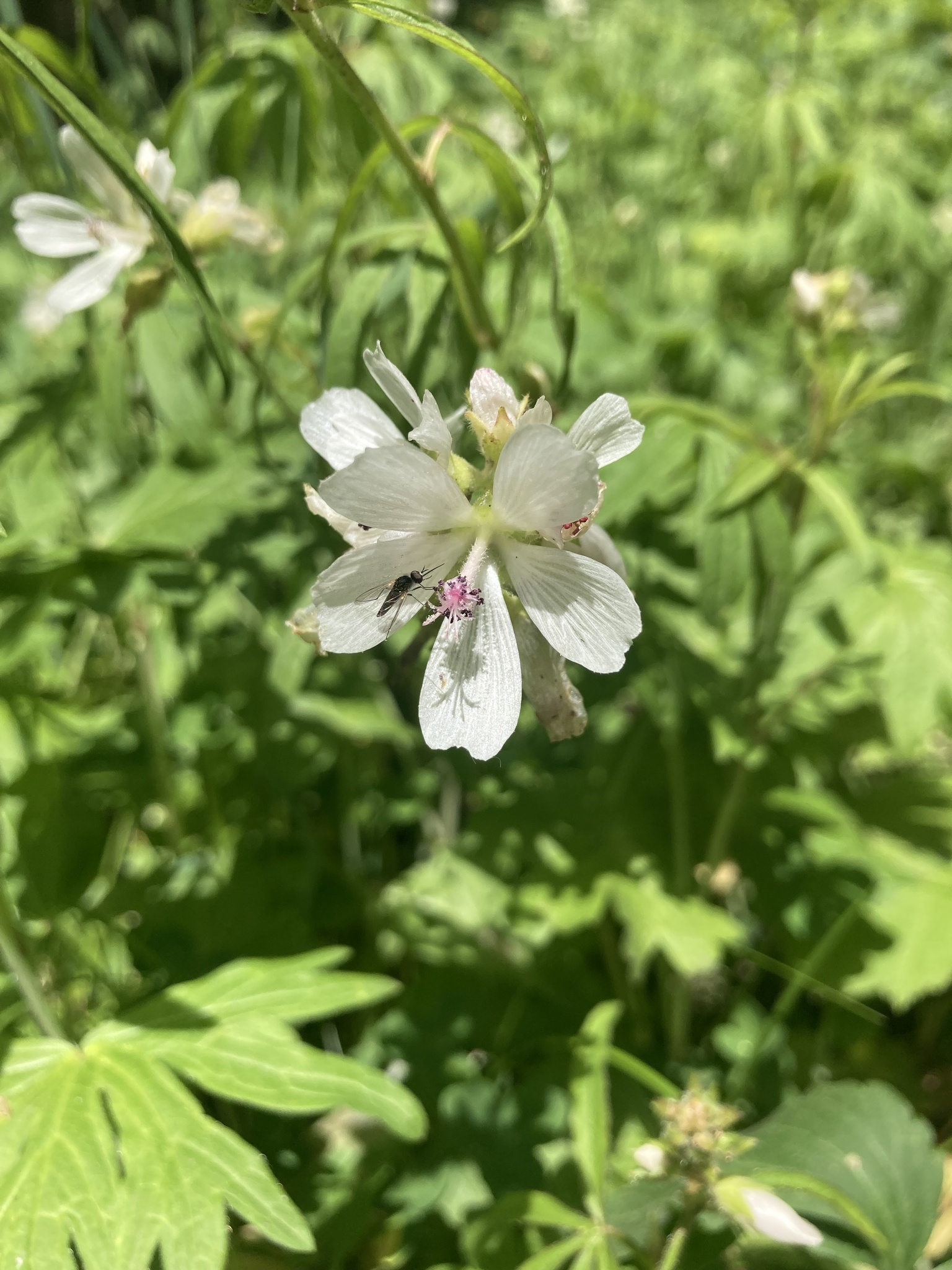 Foto van Griekse malva