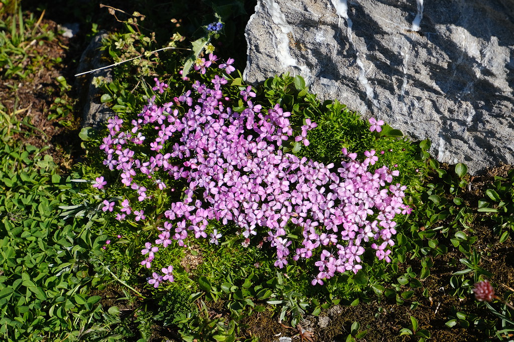 Foto van Stengelloze silene
