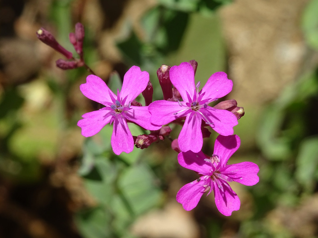 Foto van Pekbloem