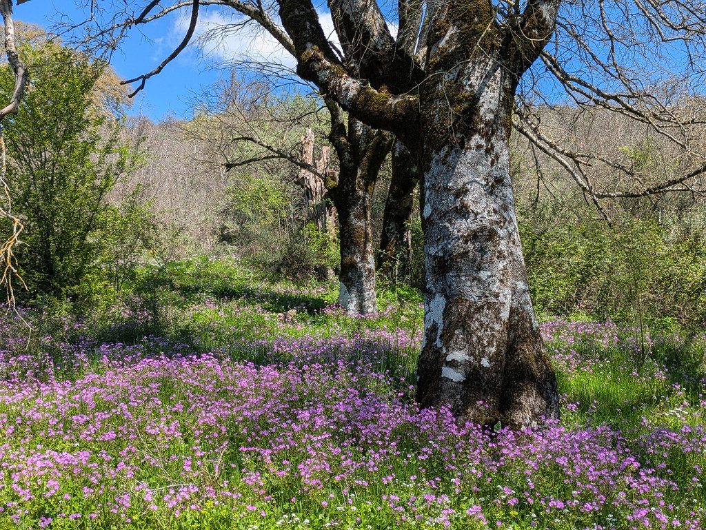 Foto van Mediterraanse silene