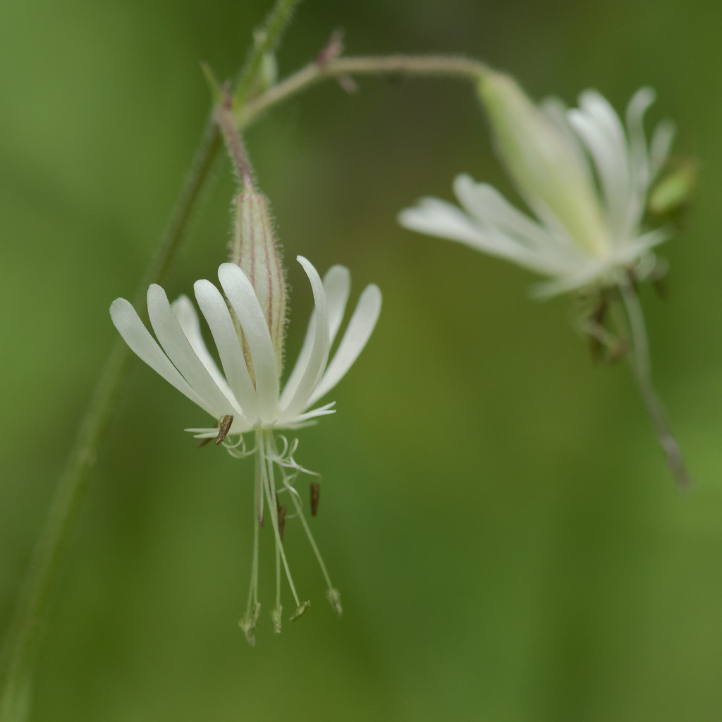 Foto van Nachtsilene