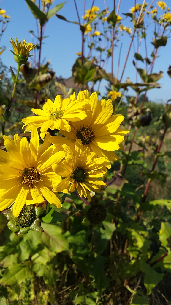 Foto van Zonnekroon