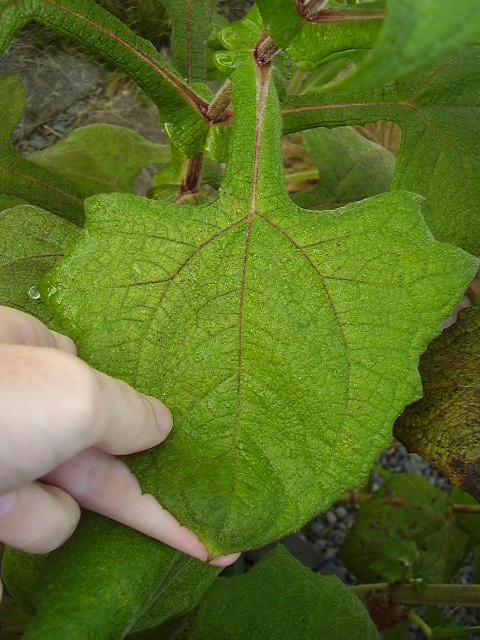 Foto van Yacon