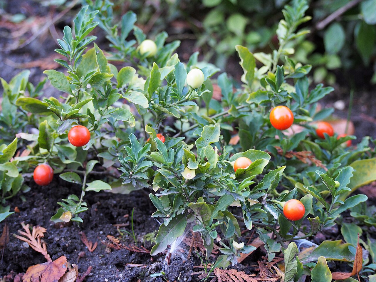 Foto van Oranje appelboompje