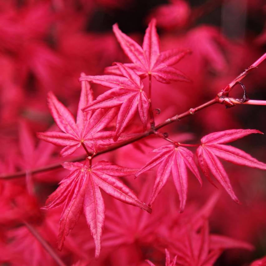 Foto van Japanse esdoorn ‘Crimson Prince’