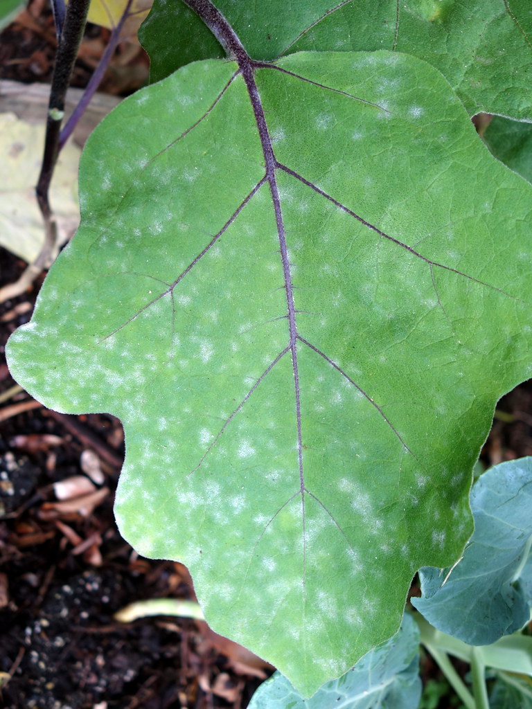 Foto van Aubergine