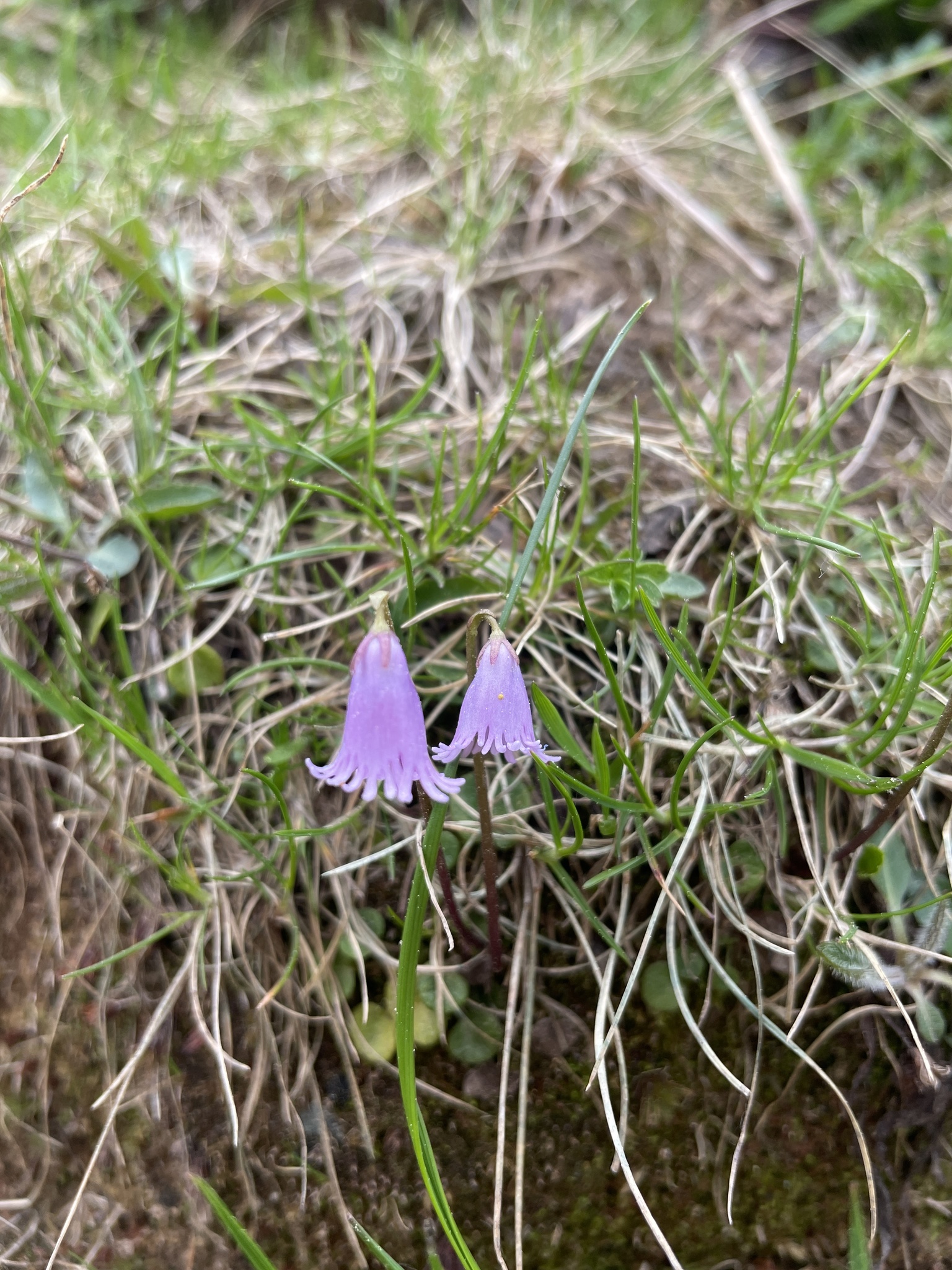 Foto van Kleine kwastjesbloem