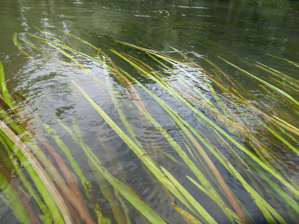 Foto van Kleine egelskop