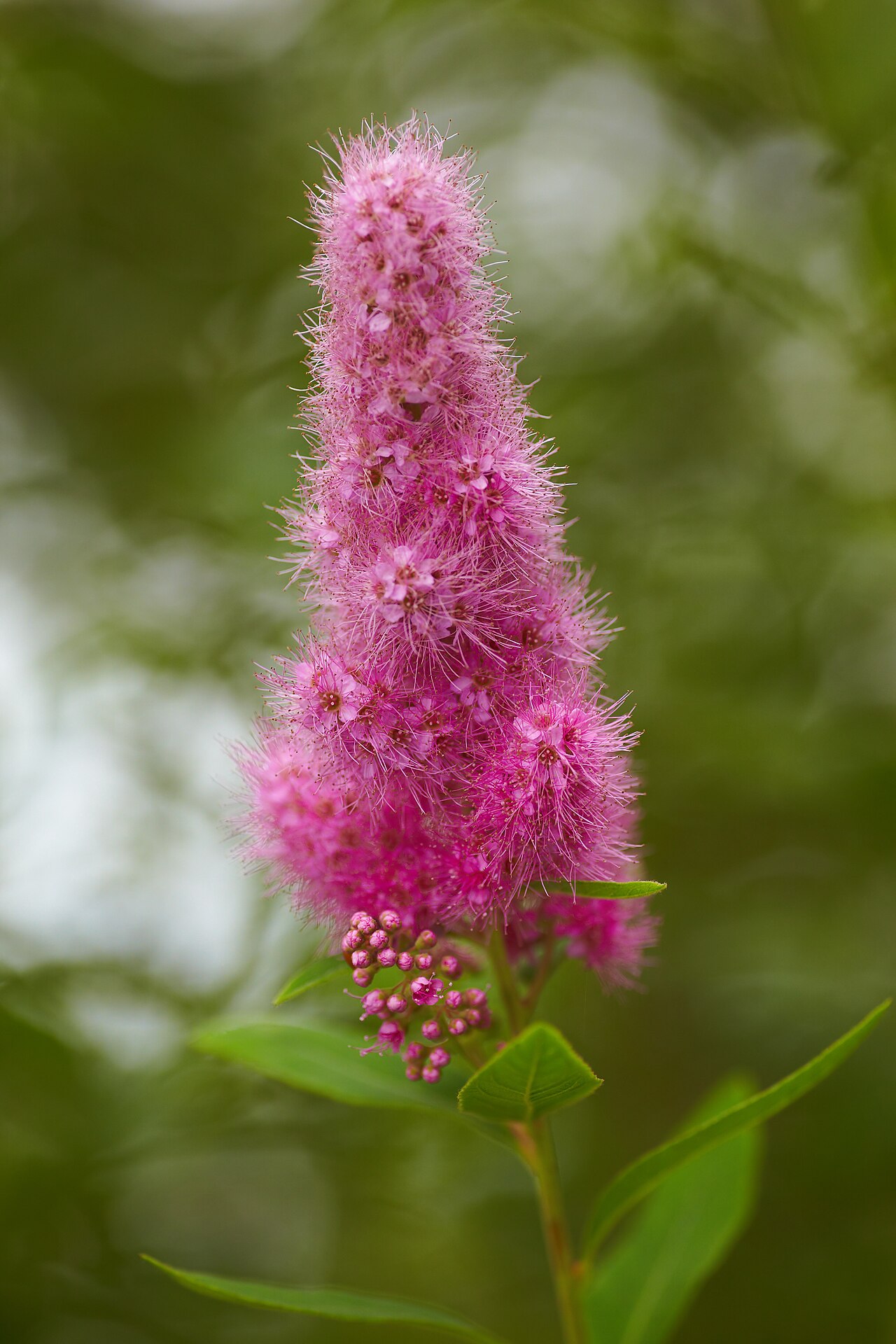Foto van Basterdspirea