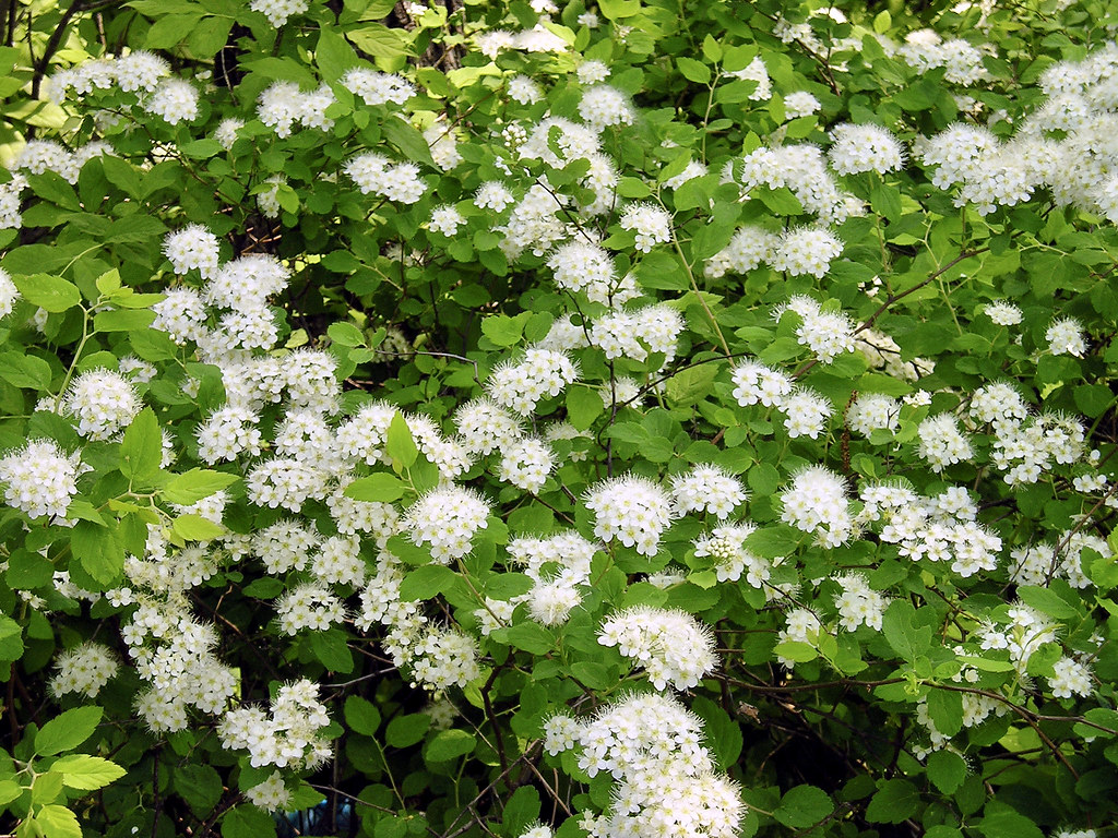 Foto van Iepspirea