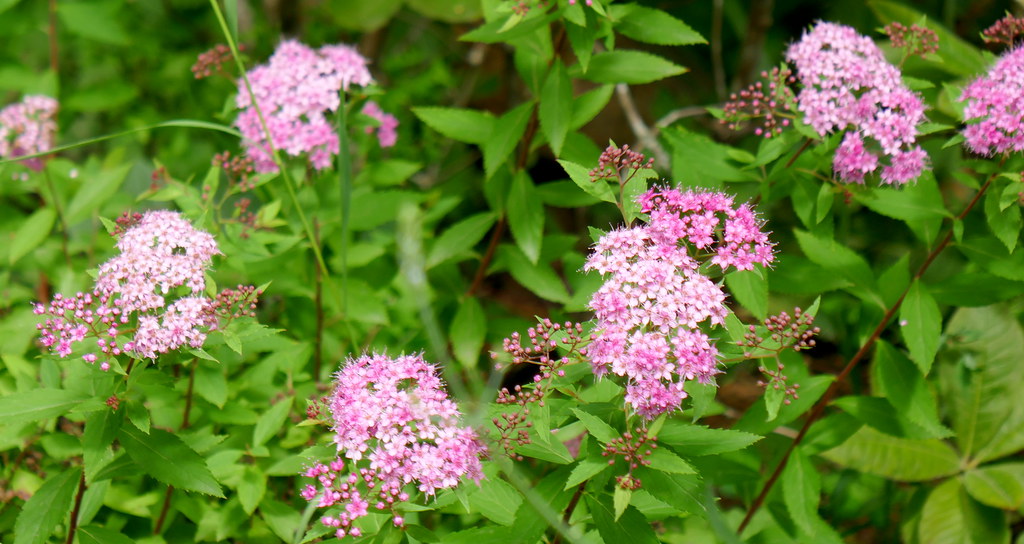 Foto van Japanse spirea